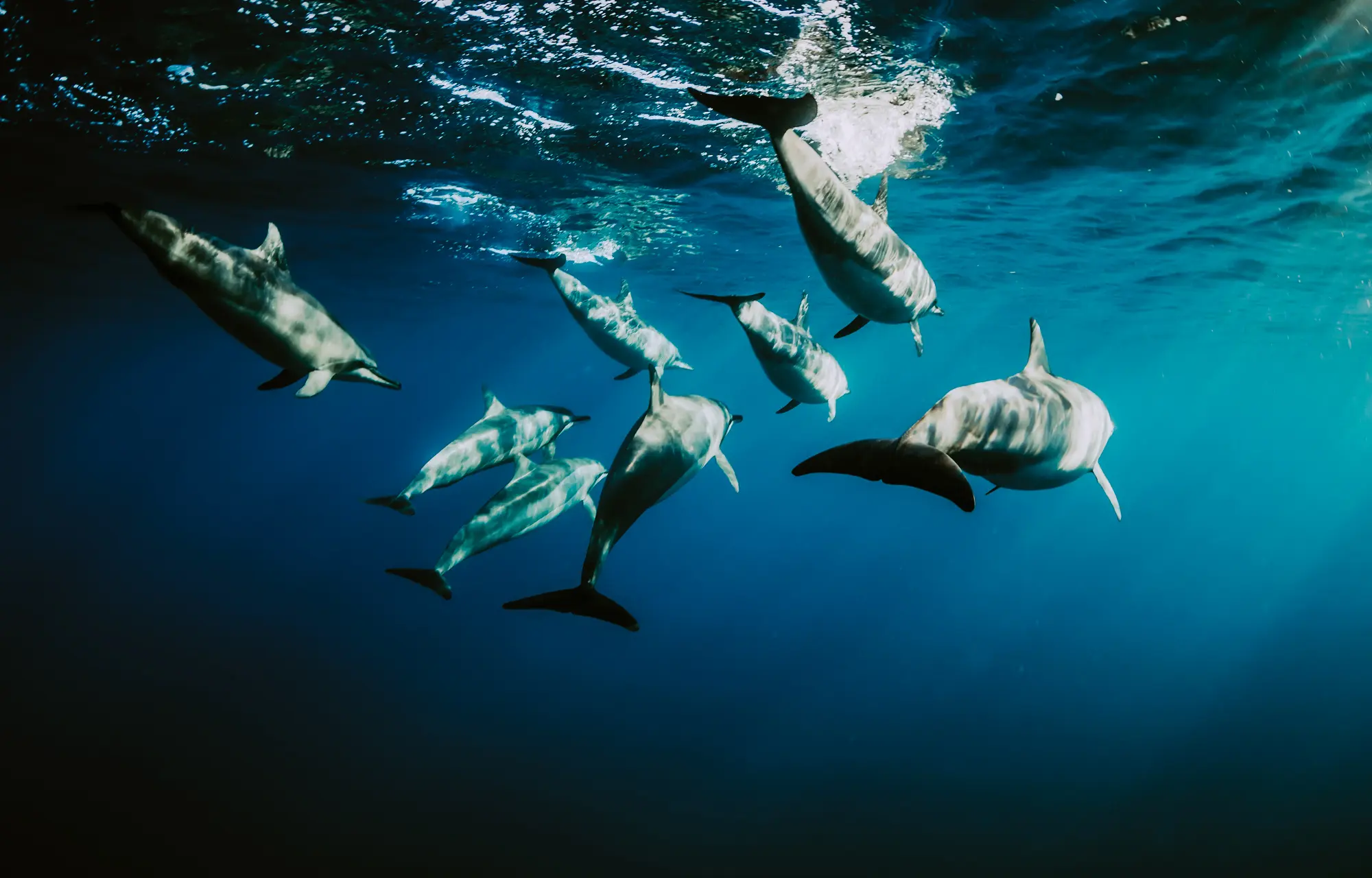 dauphins îles Maurice